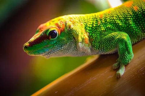 Chameleon 4K Wallpaper · animals · 3840×2562