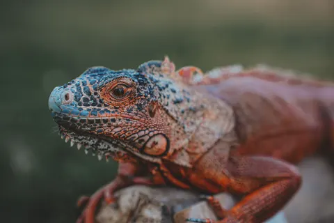 Chameleon 4K Wallpaper · animals · 3840×2560