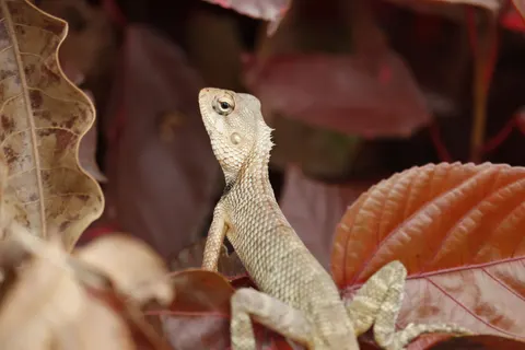 Chameleon 4K Wallpaper · animals · 3840×2560