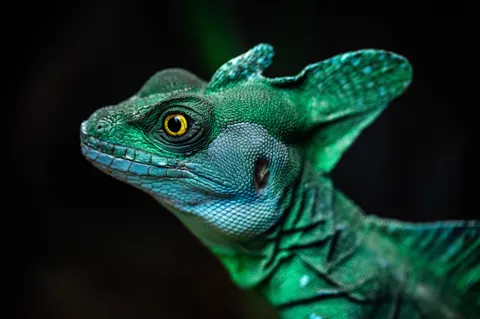 Chameleon 4K Wallpaper · animals · 3840×2555