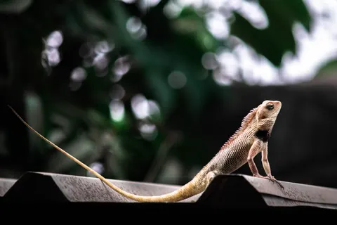 Chameleon 4K Wallpaper · animals · 3840×2560