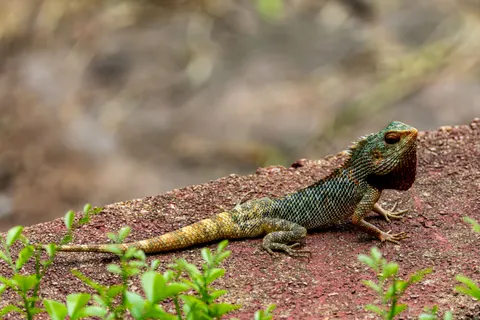 變色龍 4K桌布 · animals · 3840×2560