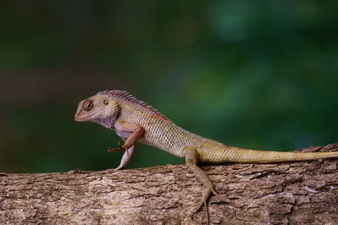 Kameleon 4K-achtergrond · animals · 3840×2560
