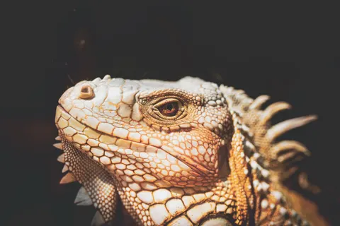 Chameleon 4K Wallpaper · animals · 3840×2563
