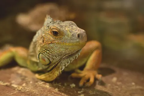 Chameleon 4K Wallpaper · animals · 3840×2560