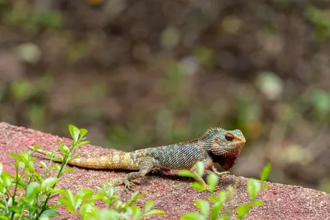Chameleon 4K Wallpaper · animals · 3840×2560