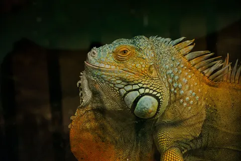Chameleon 4K Wallpaper · animals · 3840×2560
