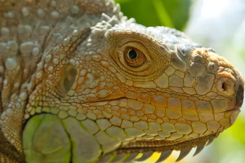 Chameleon 4K Wallpaper · animals · 3840×2560
