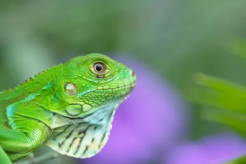 Chameleon 4K Wallpaper · animals · 3840×2560