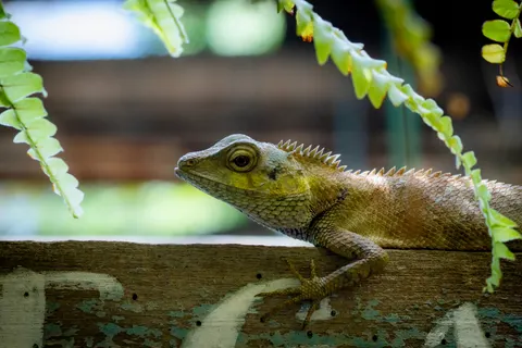 Chameleon 4K Wallpaper · animals · 3840×2560