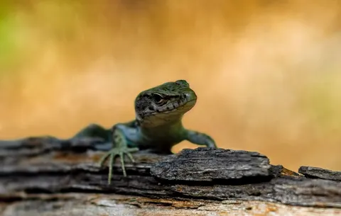 Chameleon 4K Wallpaper · animals · 3840×2443