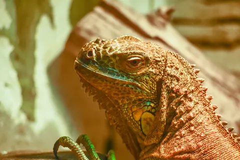 Chameleon 4K Wallpaper · animals · 3840×2563