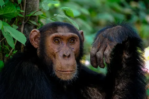 Gorilla 4K Wallpaper · animals · 3840×2560