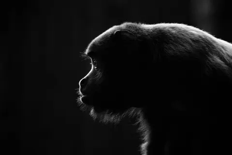 Gorilla 4K Wallpaper · animals · 3840×2560