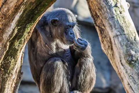 Gorilla 4K Wallpaper · animals · 3840×2560