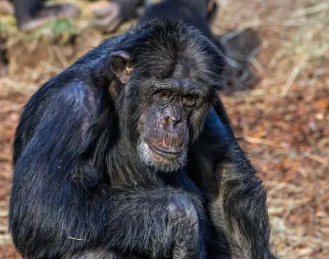 Gorilla 4K Wallpaper · animals · 3840×3025