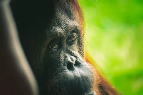 Gorilla 4K Wallpaper · animals · 3840×2560