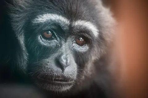 Gorilla 4K Wallpaper · animals · 3840×2560