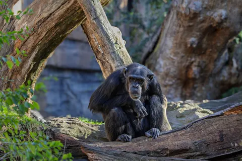 Gorilla 4K Wallpaper · animals · 3840×2560
