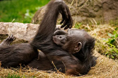 Gorilla 4K Wallpaper · animals · 3840×2560