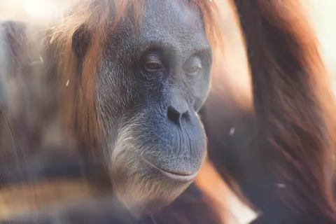 Gorilla 4K Wallpaper · animals · 3840×2560