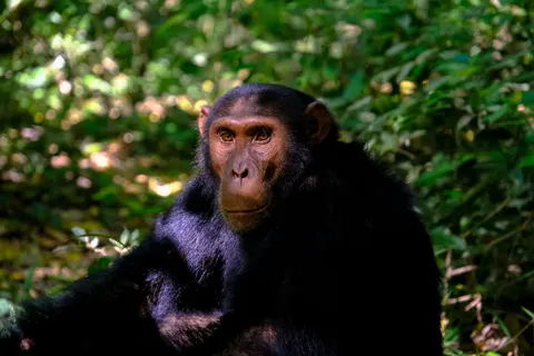 Gorilla 4K Wallpaper · animals · 3840×2560