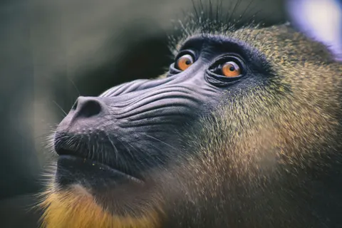 Gorilla 4K Wallpaper · animals · 3840×2560