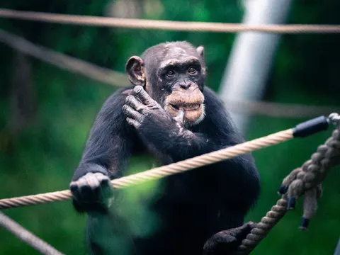 Gorilla 4K Wallpaper · animals · 3840×2880