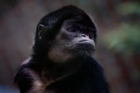 Gorilla 4K Wallpaper · animals · 3840×2560