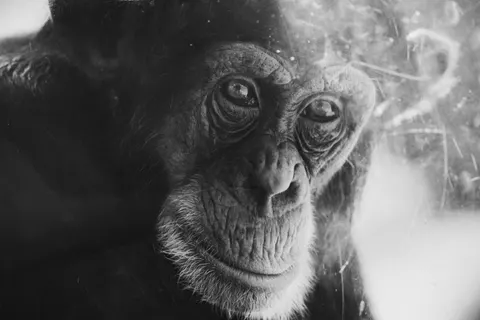 Gorilla 4K Wallpaper · animals · 3840×2560