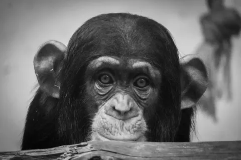 Gorilla 4K Wallpaper · animals · 3840×2560