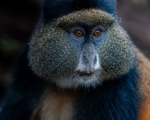 Gorilla 4K Wallpaper · animals · 3840×3072