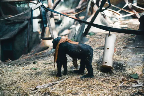 Gorilla 4K Wallpaper · animals · 3840×2561