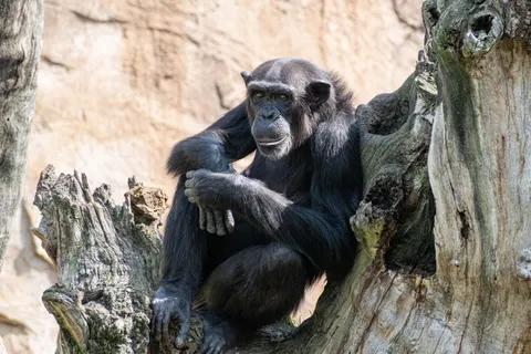 Hình nền Khỉ đột 4K · animals · 3840×2560