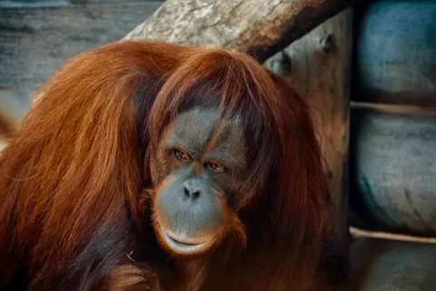 Gorilla 4K Wallpaper · animals · 3840×2560