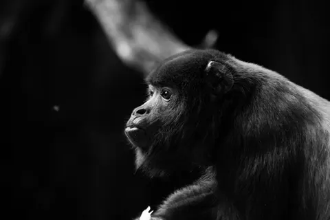 Gorilla 4K Wallpaper · animals · 3840×2560