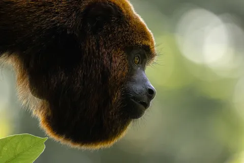 Gorilla 4K Wallpaper · animals · 3840×2560