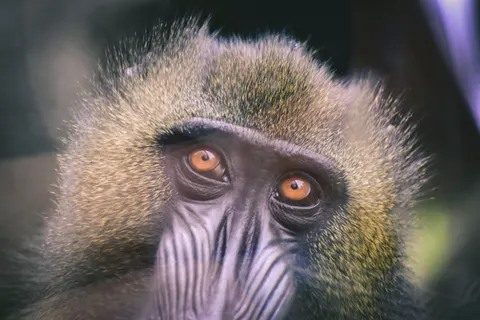 Gorilla 4K Wallpaper · animals · 3840×2560