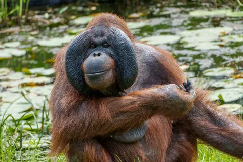 Gorilla 4K Wallpaper · animals · 3840×2560