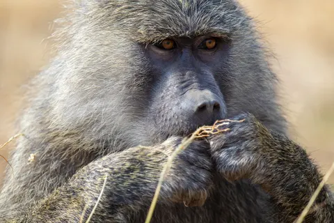 Gorilla 4K Wallpaper · animals · 3840×2560