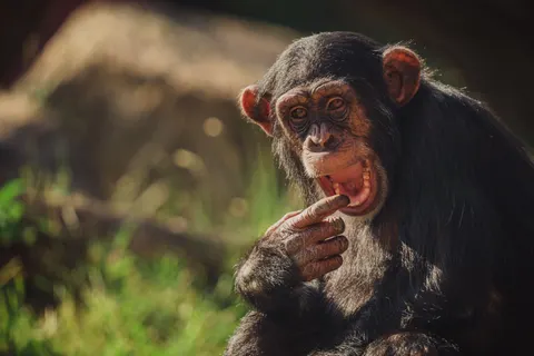 Wallpaper Gorila 4K · animals · 3840×2560