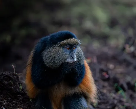 Gorilla 4K Wallpaper · animals · 3840×3072