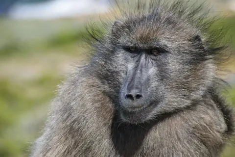 Gorilla 4K Wallpaper · animals · 3840×2560