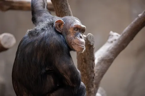 Gorilla 4K Wallpaper · animals · 3840×2560