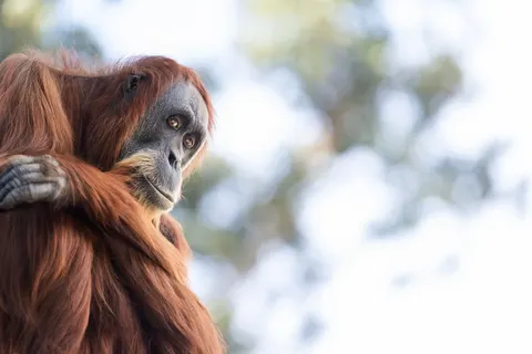 Gorilla 4K Wallpaper · animals · 3840×2560