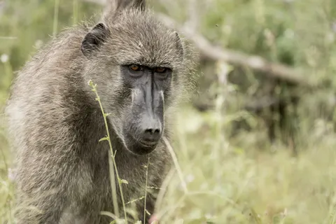 Gorilla 4K Wallpaper · animals · 3840×2560