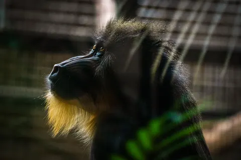 Gorilla 4K Wallpaper · animals · 3840×2560