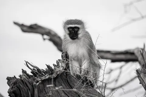 Gorilla 4K Wallpaper · animals · 3840×2561