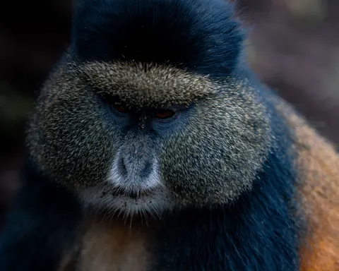 Gorilla 4K Wallpaper · animals · 3840×3072