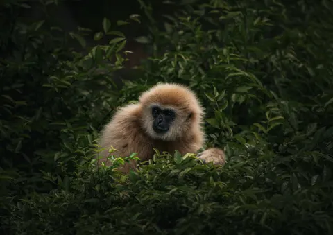 Gorilla 4K Wallpaper · animals · 3840×2713